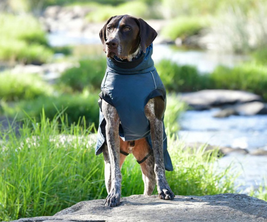 Weatherbeeta Explorer Dog Coat Medium image 2